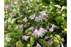 Beauty bush - Kolkwitzia amabilis
