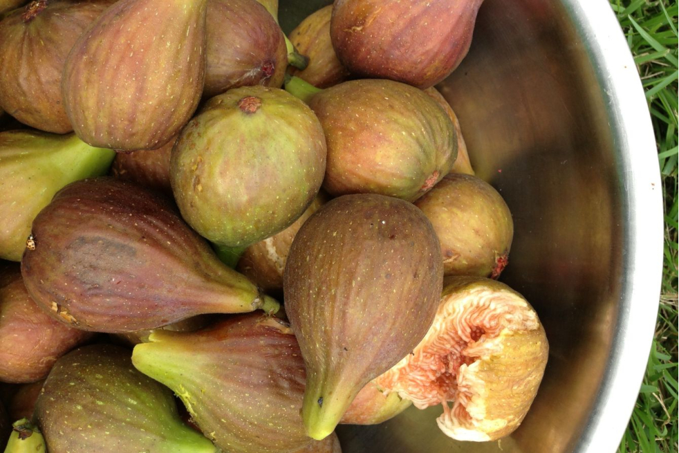 Vijgenboom ‘Brunswick’ - Ficus carica 'Brunswick'