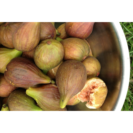 Figuier Brunswick - Ficus carica Brunswick