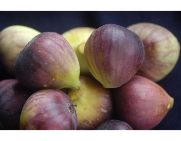 Vijgenboom Terza - Ficus carica Terza - CostaPPPR, CC BY-SA 4.0, via Wikimedia Commons