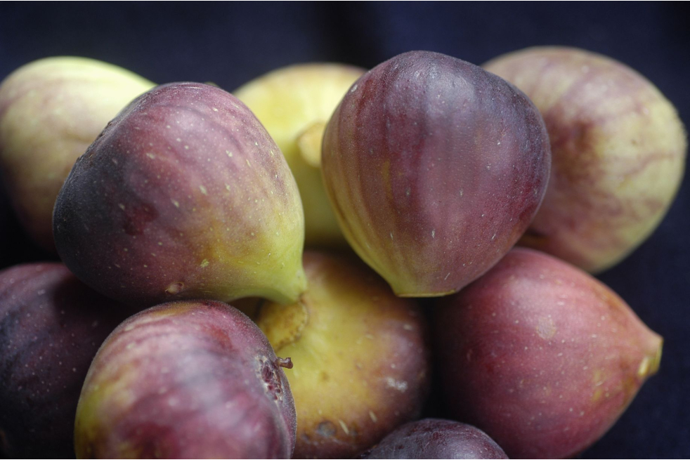 Terza Fig Tree - Ficus carica Terza - CostaPPPR, CC BY-SA 4.0, via Wikimedia Commons