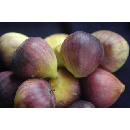 Vijgenboom Terza - Ficus carica Terza - CostaPPPR, CC BY-SA 4.0, via Wikimedia Commons
