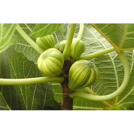 Figuier Panaché - Ficus carica Panaché - Jon Sullivan, Public domain, via Wikimedia Commons