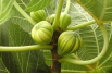 Figuier Panaché - Ficus carica Panaché - Jon Sullivan, Public domain, via Wikimedia Commons