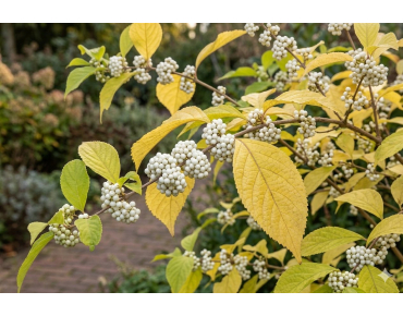 Schoonvrucht Magical Snowqueen - Callicarpa bodinieri Magical Snowqueen - Jardins du Monde be