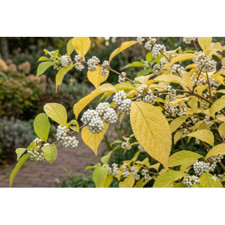 Arbuste aux bonbons blancs - Callicarpa bodinieri Magical Snowqueen - Jardins du Monde be
