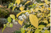 Arbuste aux bonbons blancs - Callicarpa bodinieri Magical Snowqueen - Jardins du Monde be