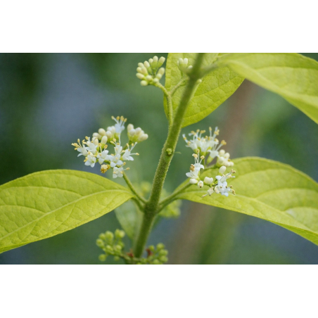 Arbuste aux bonbons blancs - Callicarpa bodinieri Magical Snowqueen - Jardins du Monde be