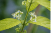 Arbuste aux bonbons blancs - Callicarpa bodinieri Magical Snowqueen - Jardins du Monde be