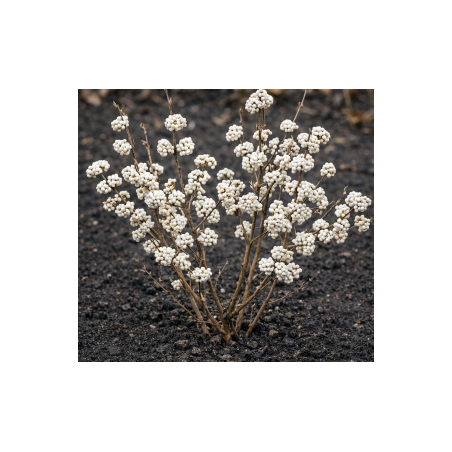 Arbuste aux bonbons blancs - Callicarpa bodinieri Magical Snowqueen - Jardins du Monde be