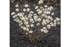 Arbuste aux bonbons blancs - Callicarpa bodinieri Magical Snowqueen - Jardins du Monde be
