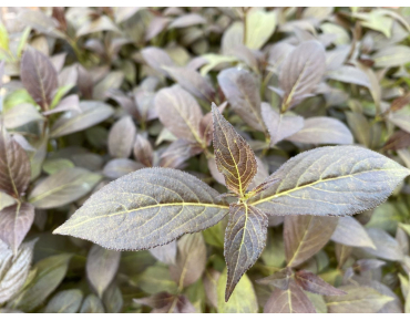 Weigelia pourpre Minor Black, nain — Weigela florida Minor Black® - Jardins du Monde be