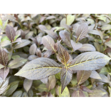 Purple Weigelia Minor Black, dwarf  — Weigela florida Minor Black® - Jardins du Monde be