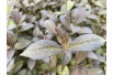 Paarse Weigelia Minor Black, dwerg — Weigela florida Minor Black® - Jardins du Monde be