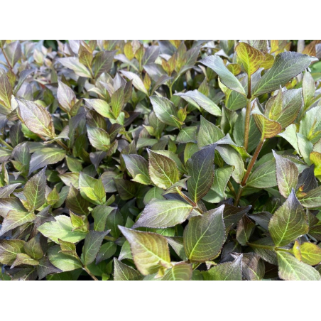 Weigelia nain Foliis Purpureis – Weigela florida 'Foliis Purpureis' - Jardins du Monde be