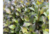 Dwarf Weigelia Foliis Purpureis – Weigela florida 'Foliis Purpureis' - Jardins du Monde be