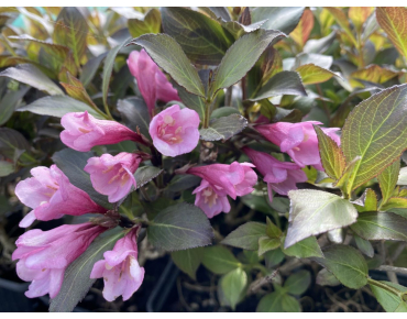 Weigelia nain Foliis Purpureis – Weigela florida 'Foliis Purpureis' - Jardins du Monde be