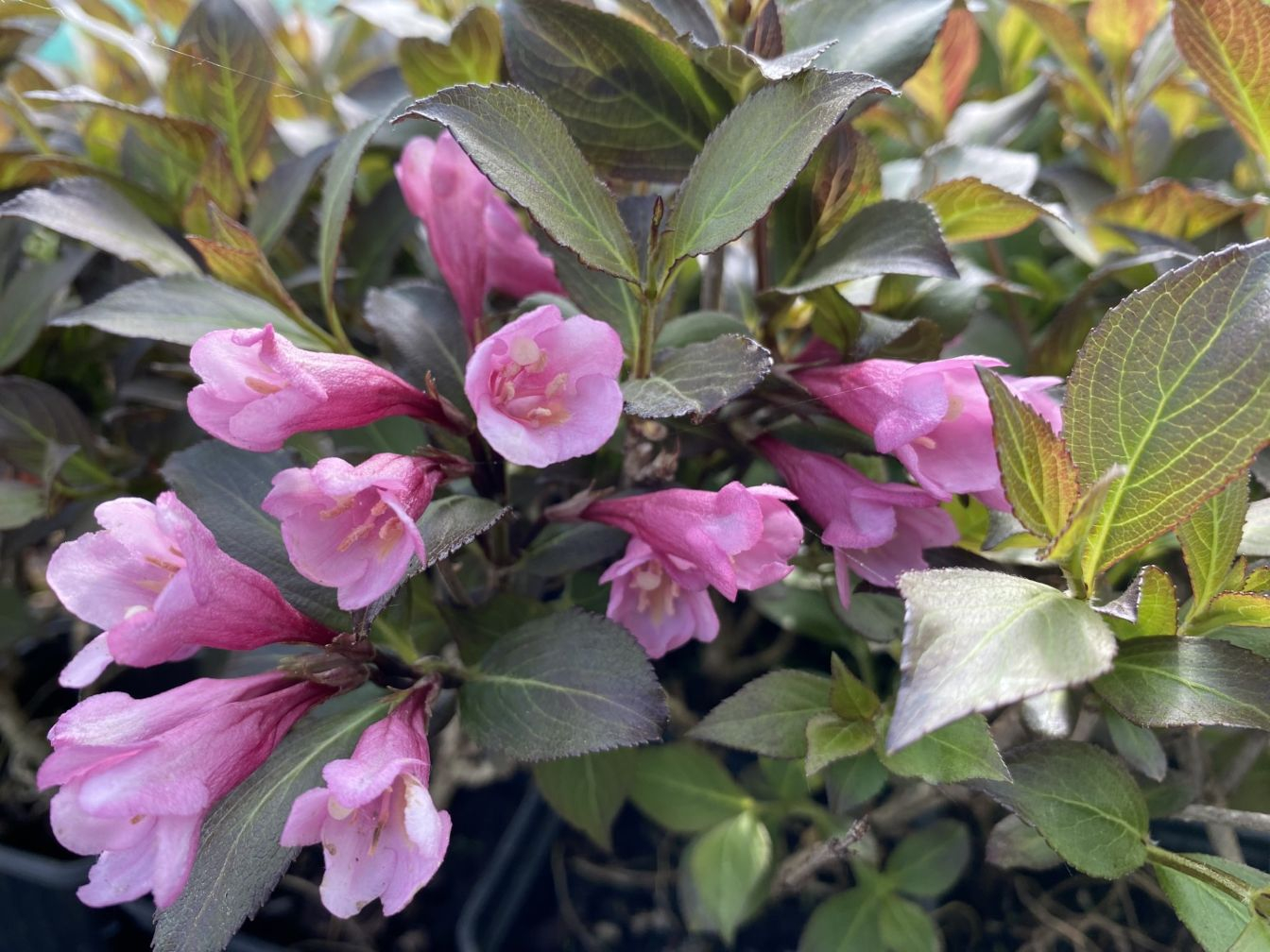 Weigelia nain Foliis Purpureis – Weigela florida 'Foliis Purpureis'
