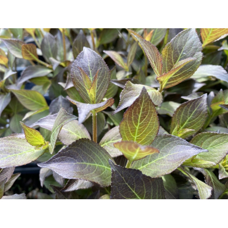 Zwerg-Weigelie Foliis Purpureis – Weigela florida 'Foliis Purpureis' - Jardins du Monde be