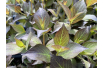 Dwarf Weigelia Foliis Purpureis – Weigela florida 'Foliis Purpureis' - Jardins du Monde be
