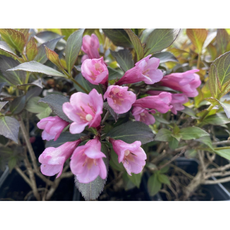Weigelia nain Foliis Purpureis – Weigela florida 'Foliis Purpureis' - Jardins du Monde be