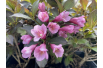 Dwerg Weigelia Foliis Purpureis – Weigela florida 'Foliis Purpureis' - Jardins du Monde be