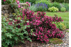 Dunkelrotblättrige Weigelie Minor Black®, Zwerg — Weigela florida Minor Black® - Jardins du Monde be