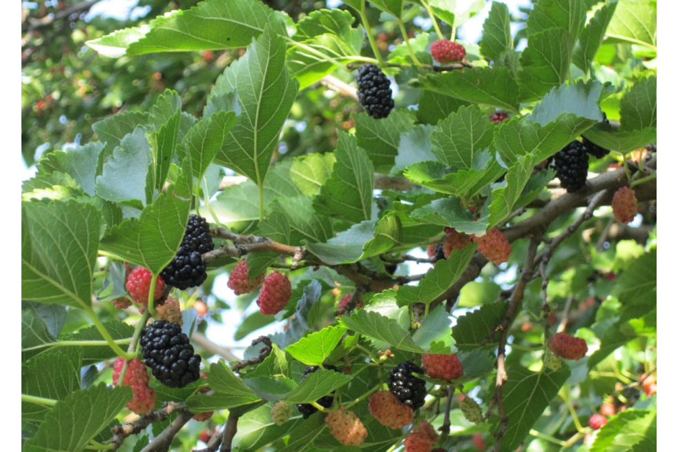 Mulberry large-fruited 'Red No.2' - Morus 'Red No.2' - Anastasija1984, CC BY-SA 3.0, via Wikimedia Commons