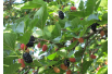 Mulberry large-fruited 'Red No.2' - Morus 'Red No.2' - Anastasija1984, CC BY-SA 3.0, via Wikimedia Commons