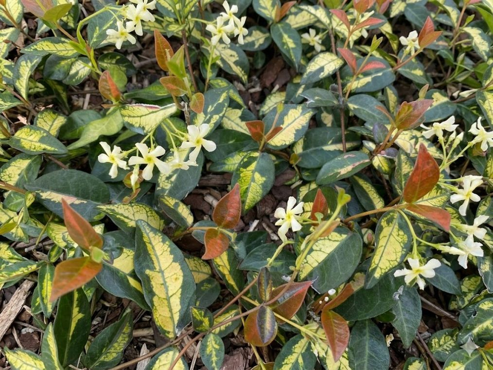 Sternjasmin Summer Sunset - Trachelospermum asiaticum Summer Sunset