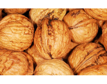 Walnuss Tulare - Juglans regia Tulare - Jardins du Monde be