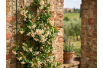 Yellow Star Jasmine - Trachelospermum jasminoides Star of Toscane