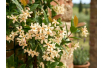 Jasmin étoilé jaune - Trachelospermum jasminoides Star of Toscane