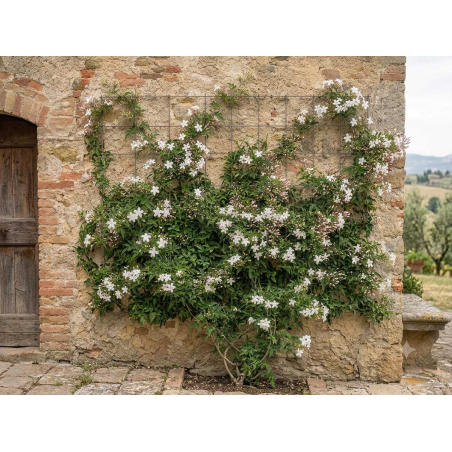 Jasminum officinale - Jardins du Monde be