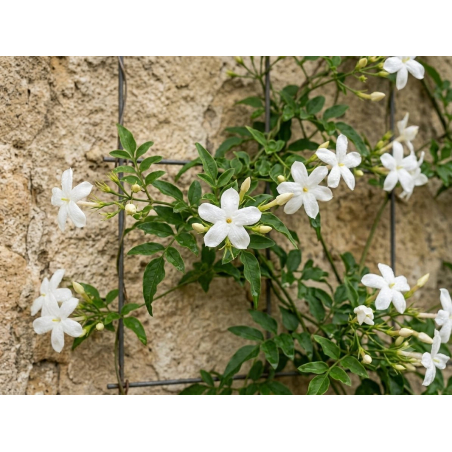 Jasminum officinale - Jardins du Monde be