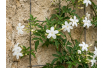 Jasminum officinale - Jardins du Monde be