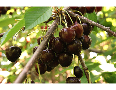 Süßkirsche Annabella  - Prunus avium 'Annabella' - Jardins du Monde be