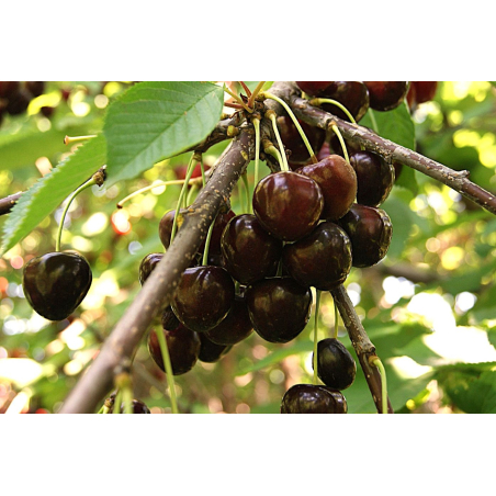 Süßkirsche Annabella  - Prunus avium 'Annabella' - Jardins du Monde be