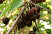 Süßkirsche Annabella  - Prunus avium 'Annabella' - Jardins du Monde be