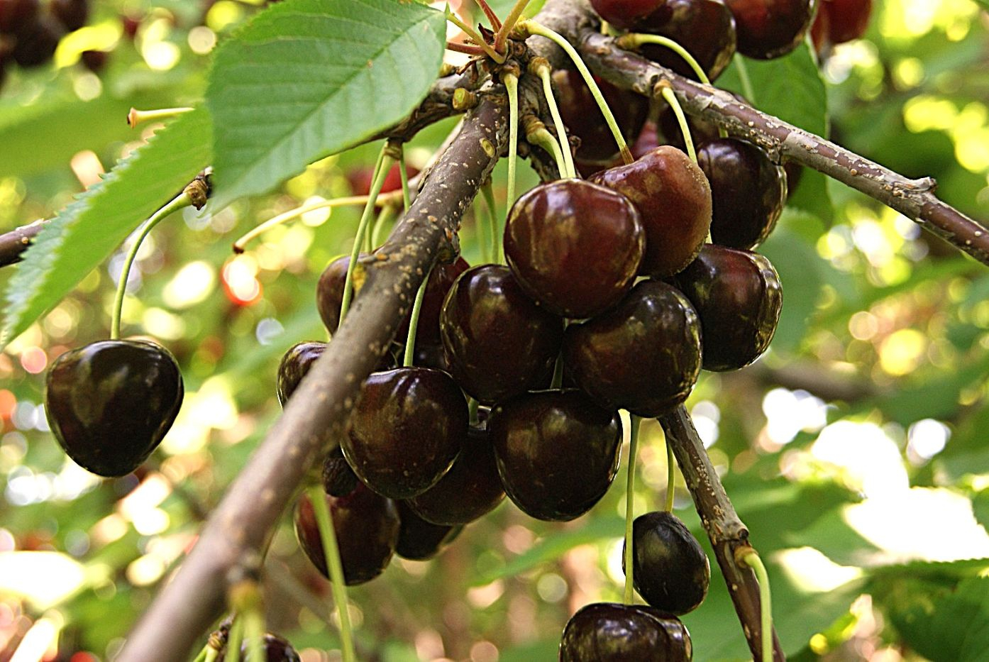 Cerisier Annabella - Prunus avium 'Annabella'