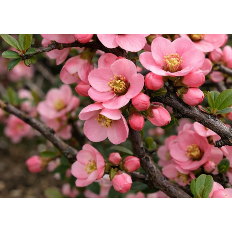 Japanse sierkwee Pink Lady - Chaenomeles superba Pink Lady - Jardins du Monde be