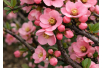Japanse sierkwee Pink Lady - Chaenomeles superba Pink Lady - Jardins du Monde be