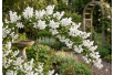 Deutzia Gracilis - Jardins du Monde be
