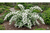 Deutzia Gracilis - Jardins du Monde be