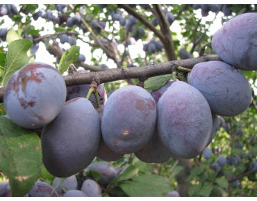 Plum tree Stanley - Prunus domestica Stanley - Zenon Sych, CC BY-SA 4.0 via Wikimedia Commons