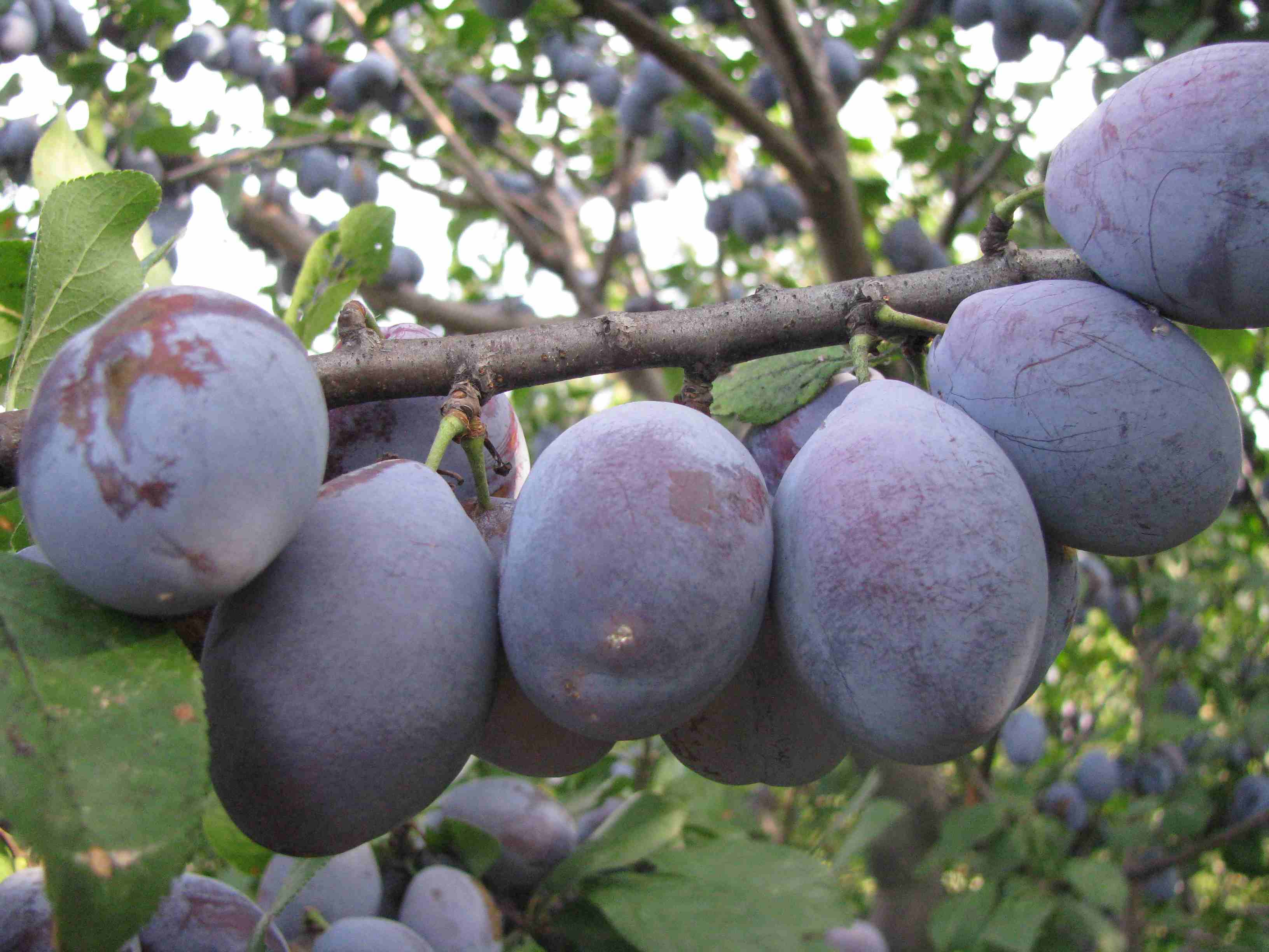 Plum tree Stanley - Prunus domestica Stanley
