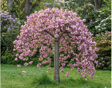 Japanse Treurkers – Prunus serrulata Kiku Shidare Zakura - Jardins du Monde be