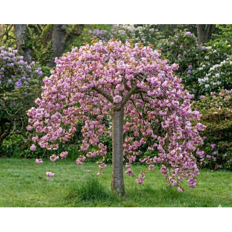 Cerisier à fleurs du Japon pleureur – Prunus serrulata Kiku Shidare Zakura - Jardins du Monde be
