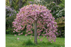 Cheal's weeping cherry – Prunus serrulata Kiku Shidare Zakura - Jardins du Monde be