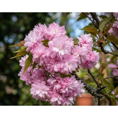 Japanische Hänge-Nelkenkirsche – Prunus serrulata Kiku Shidare Zakura - Jardins du Monde be